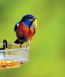 Bluebird w mealworm 