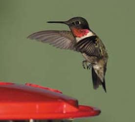 Ruby-throat Hummingbird