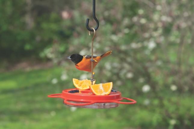 How to attract Baltimore orioles to your bird feeder - Farm and Dairy